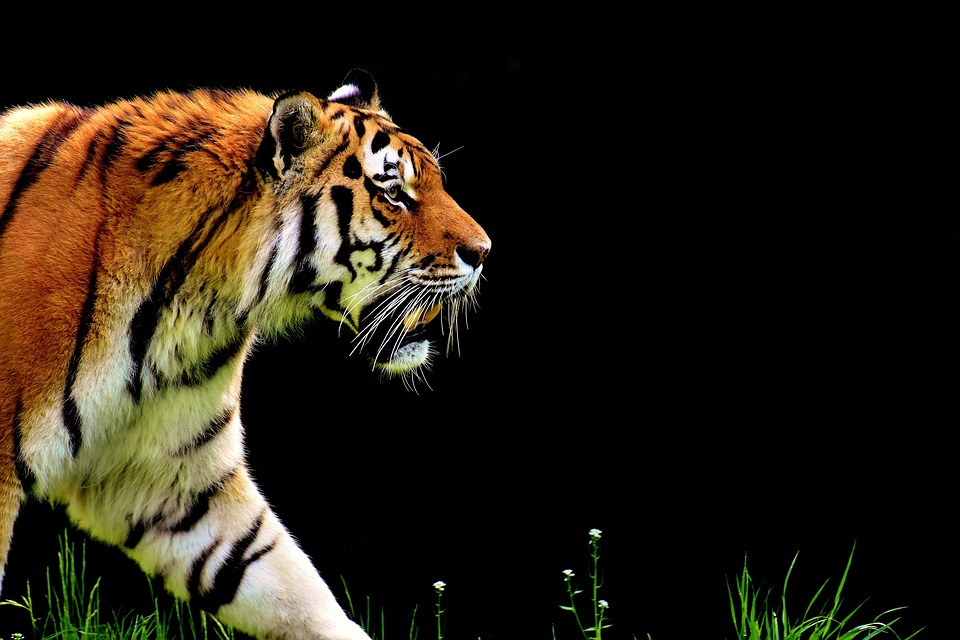 Asperger’s and Anxiety: Befriending the Tiger